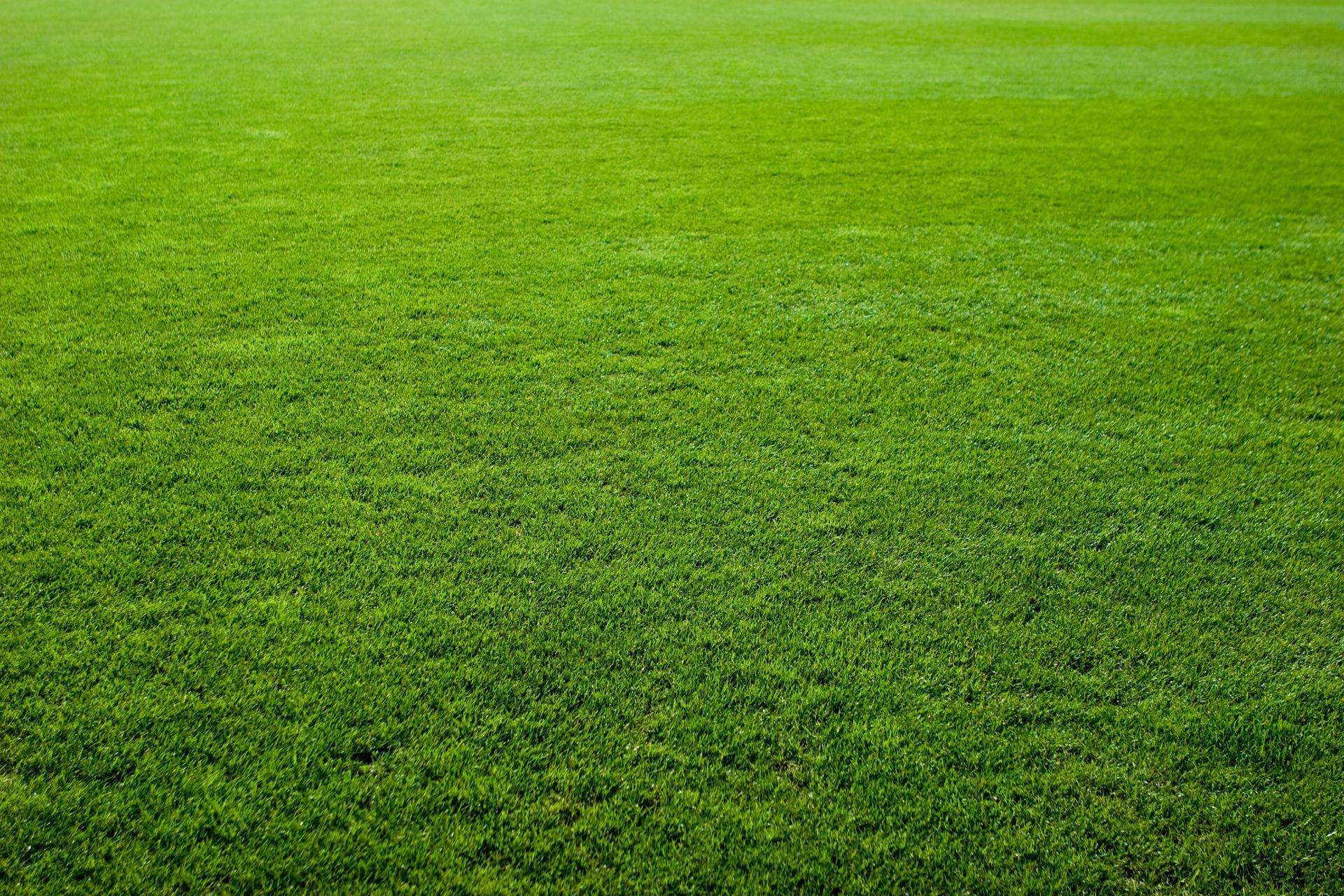 Un champ d'herbe verte remplit le cadre, avec une ligne d'horizon lointaine.