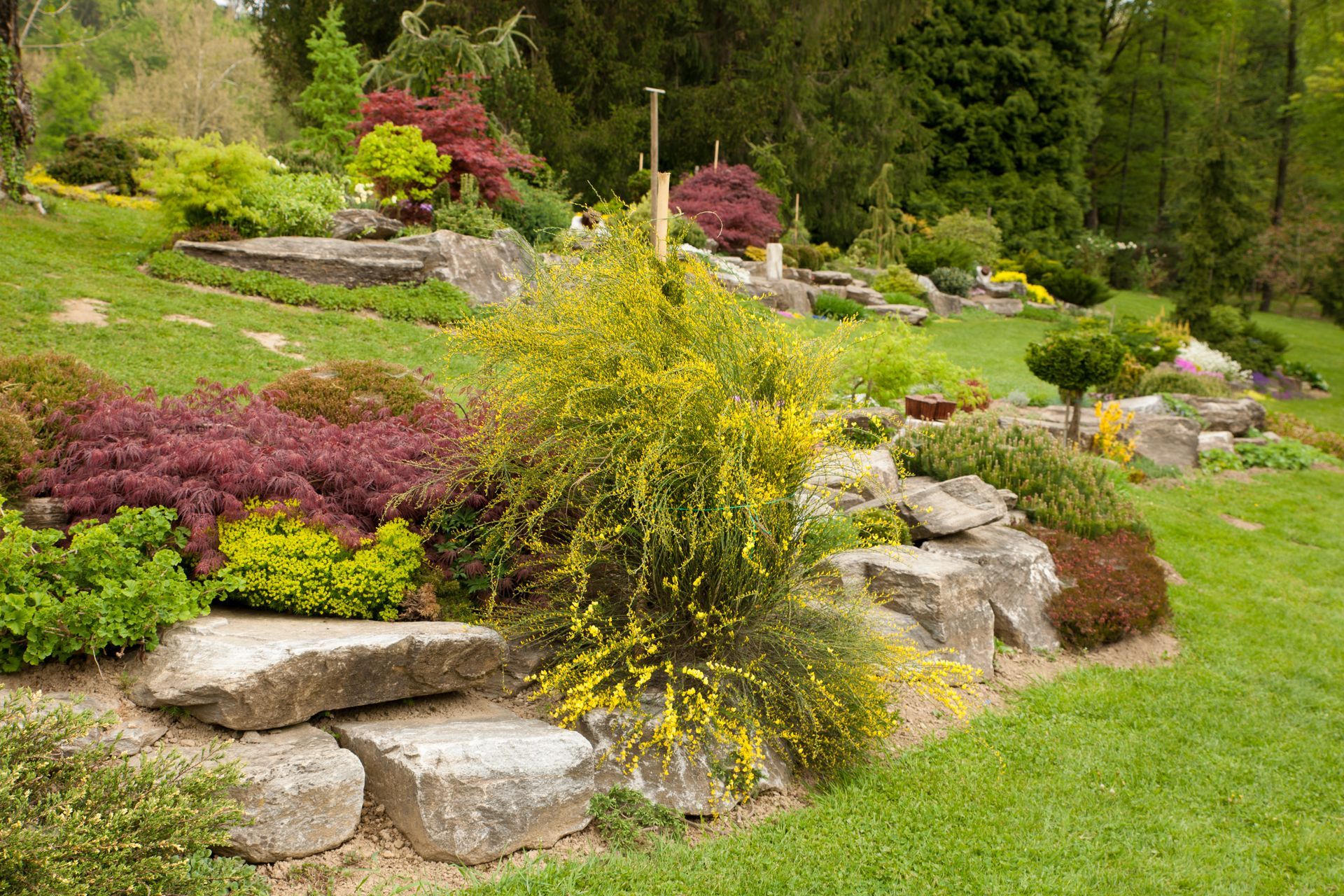 Jardin paysager avec rochers, pelouse verte et arbustes jaunes et violets parmi les arbres.