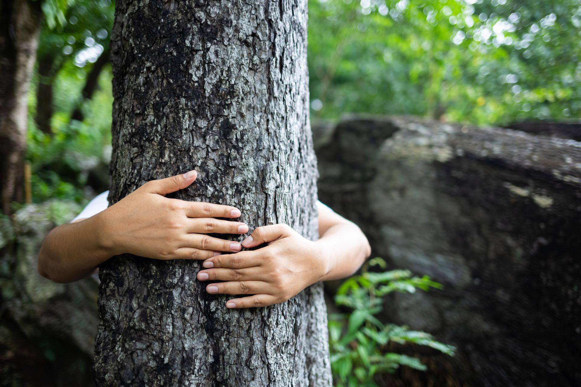 Des mains enlaçant un tronc d'arbre dans une forêt avec des rochers en arrière-plan.
