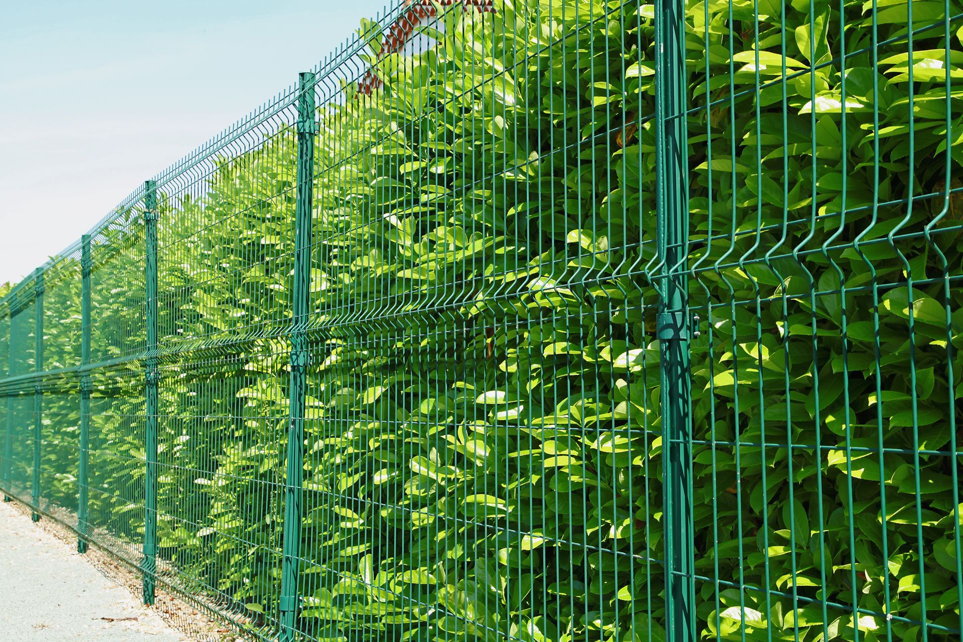 Une haie verte se cache derrière une haute clôture métallique, le long d'un chemin ensoleillé.