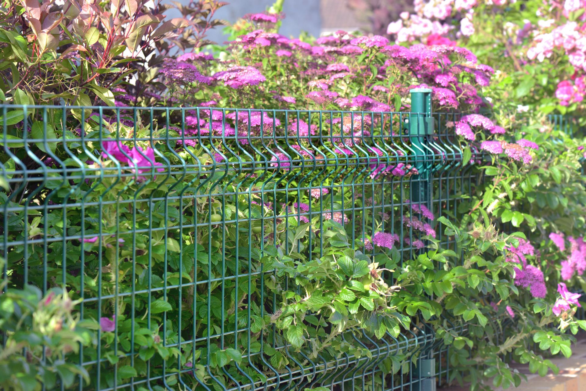 Clôture en métal vert recouverte de vignes fleuries roses et d'un feuillage luxuriant dans un jardin.
