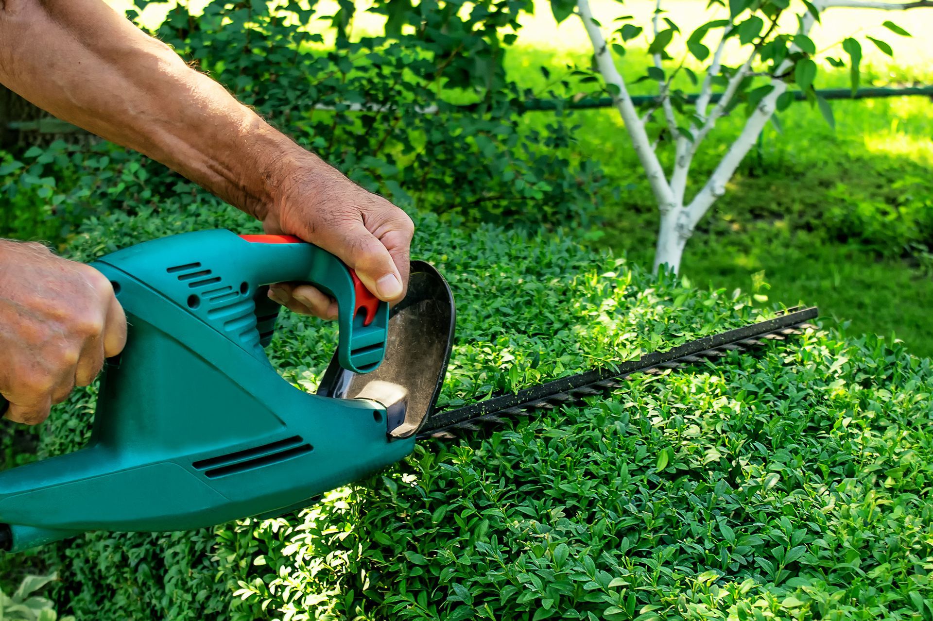 Des mains utilisent un taille-haie turquoise pour tailler une haie verte dans un jardin.