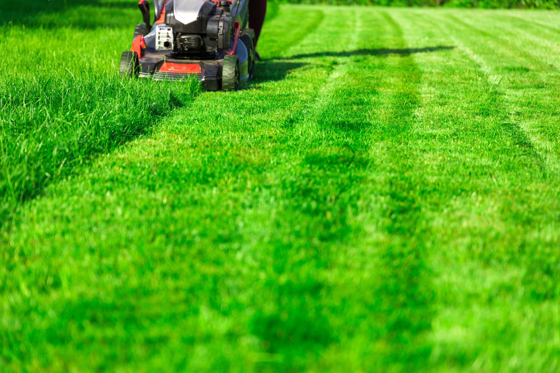 Tondeuse à gazon rouge coupant un champ d'herbe d'un vert éclatant.