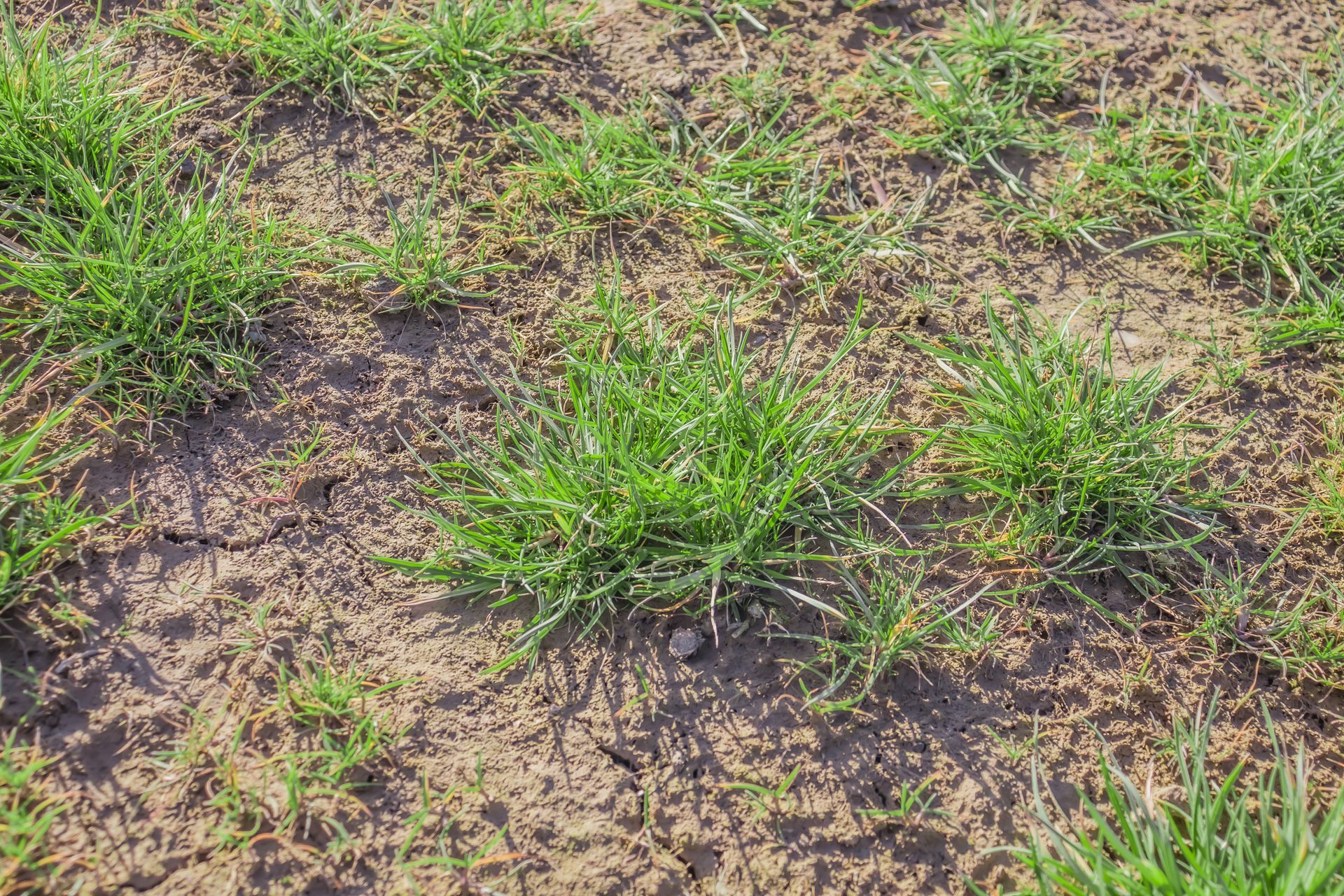 Herbe clairsemée poussant sur un sol sec et nu, avec de petites touffes vertes éparpillées sur le sol.