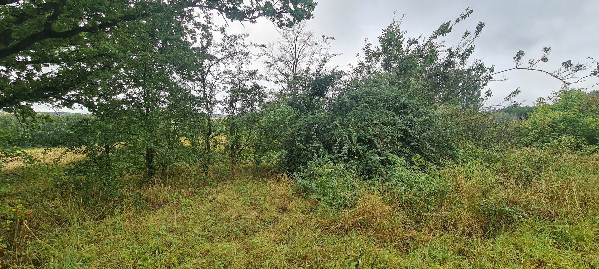 Des arbustes verts denses et de hautes herbes dans un champ rural sous un ciel nuageux.