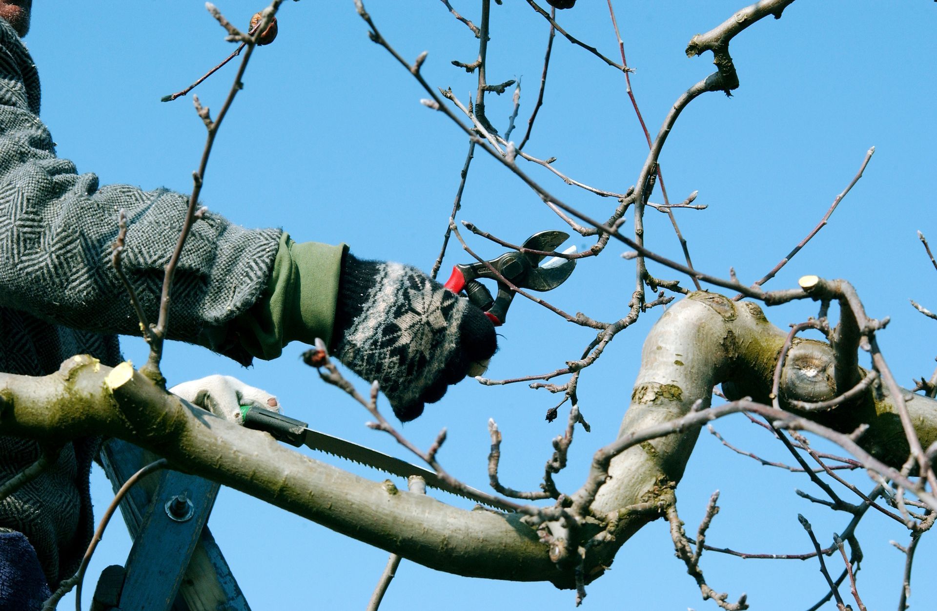 Des mains gantées taillent les branches d'un arbre sur fond de ciel bleu clair.