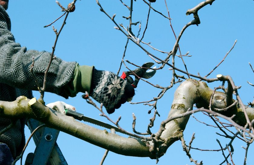 Des mains gantées taillent les branches d'un arbre sur fond de ciel bleu clair.