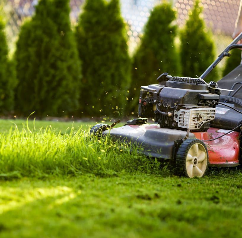 Cortadora de césped cortando el césped en un patio soleado, con altos árboles verdes en el fondo.