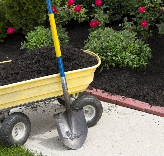 Carretilla amarilla llena de mantillo oscuro junto a una pala, lista para trabajar en el jardín.