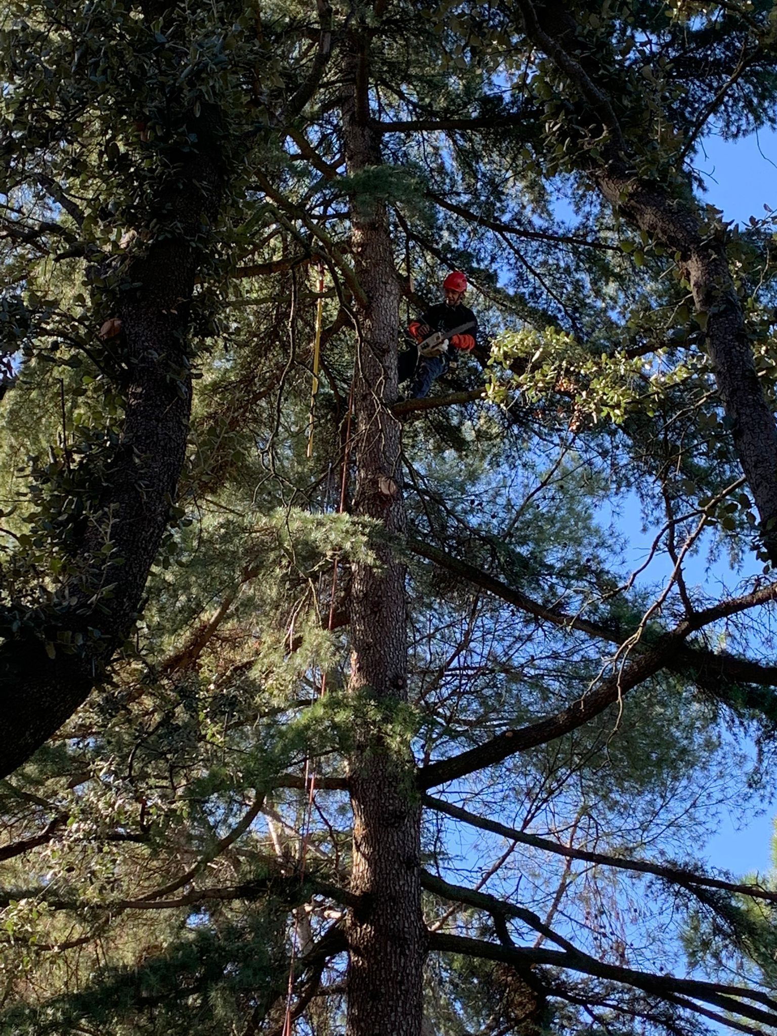 Persona con equipo de seguridad naranja, trepando a un árbol alto con un cielo azul claro de fondo.