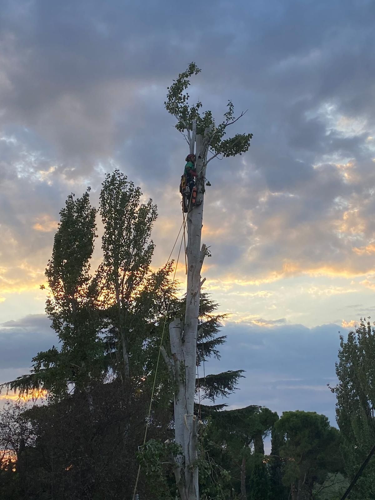 Arborista cortando un árbol contra un cielo colorido al atardecer.