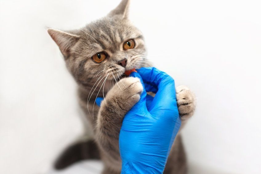 Una persona que lleva guantes azules sostiene un gato.