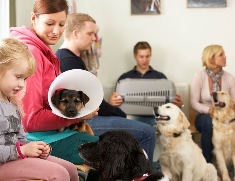 Un grupo de personas está sentada en una sala de espera con sus perros.