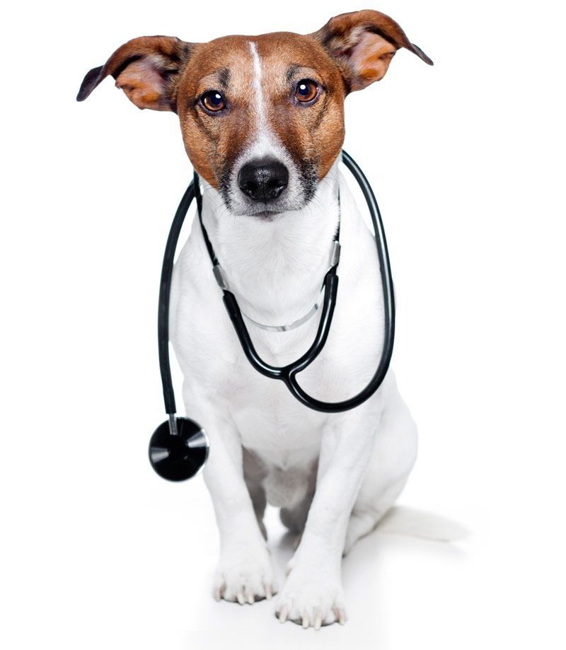 Un perro marrón y blanco con un estetoscopio alrededor del cuello.