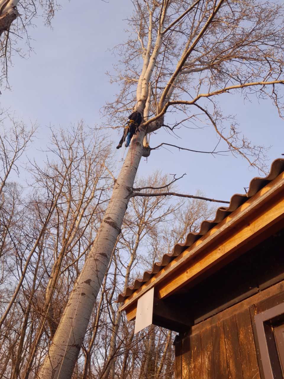 Un oiseau est perché sur une branche d'arbre à côté d'une maison.