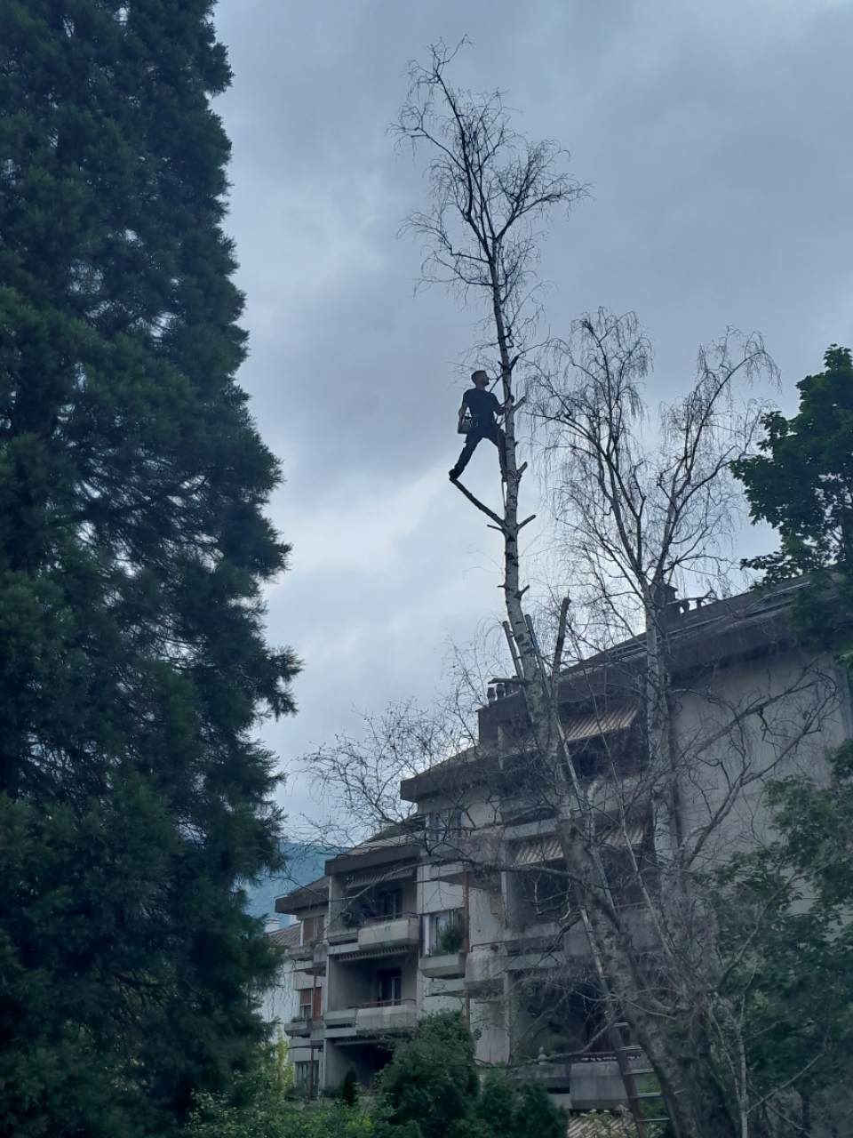 Un homme grimpe à un arbre devant un bâtiment.