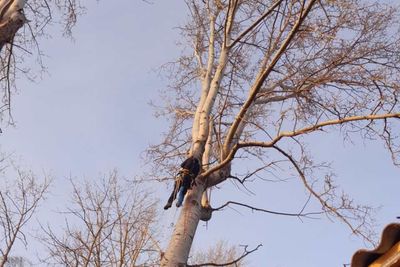 Élagage, taille des arbres :  F. Hegel Espaces Verts