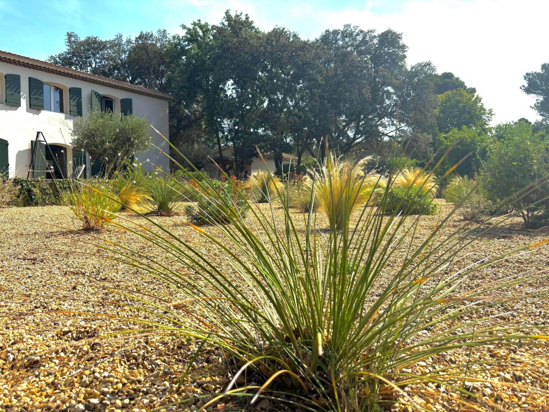 Cordyline sur terrain à Aix-en-Provence