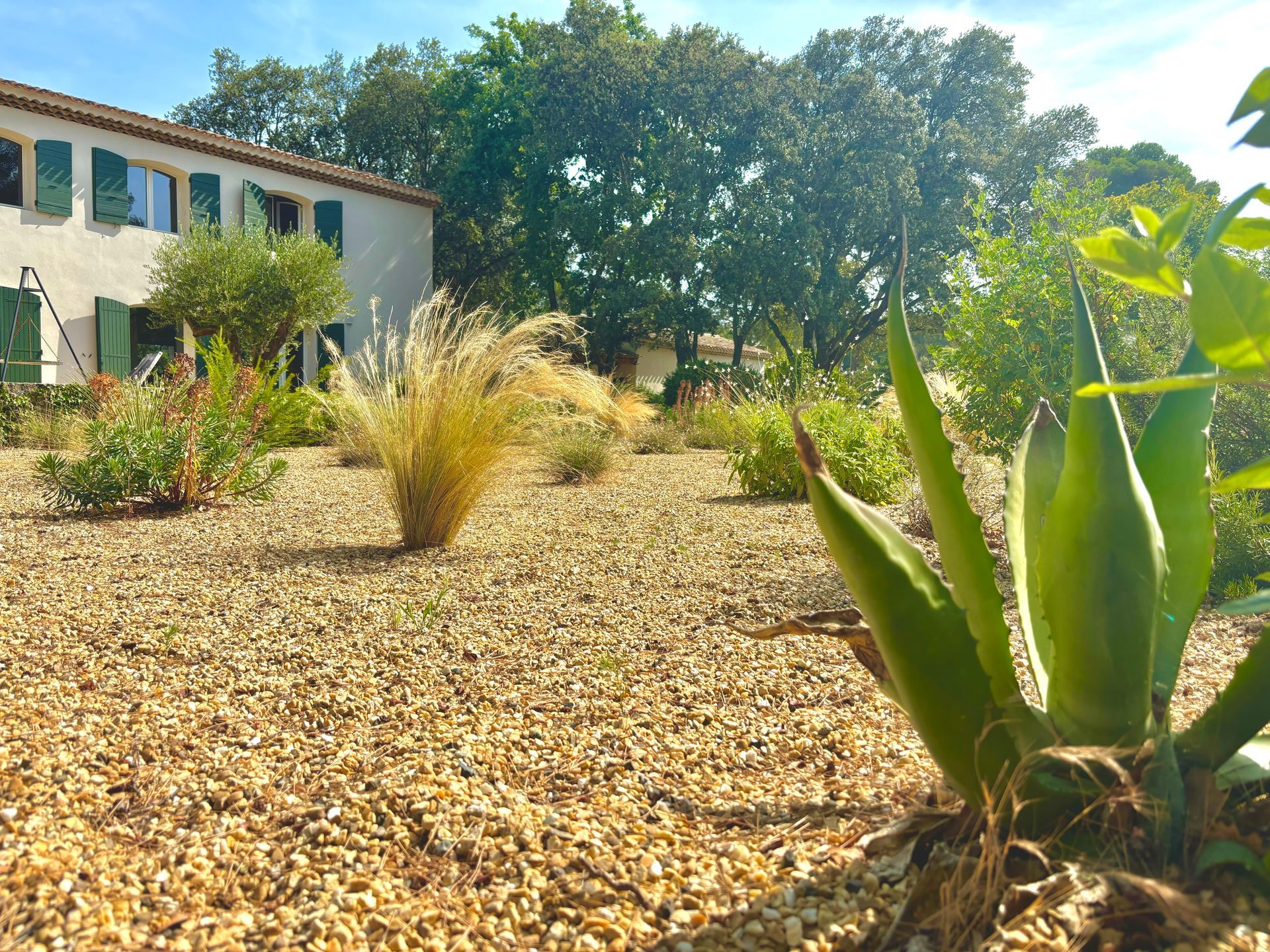 Diverses plantes dans un jardin à Aix-en-Provence
