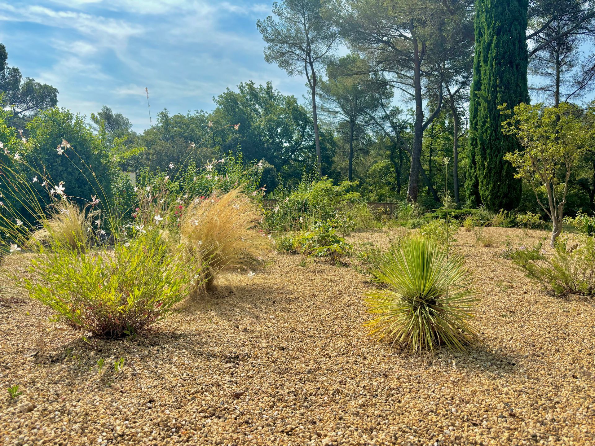 Plantes sur grand terrain à Aix-en-Provence