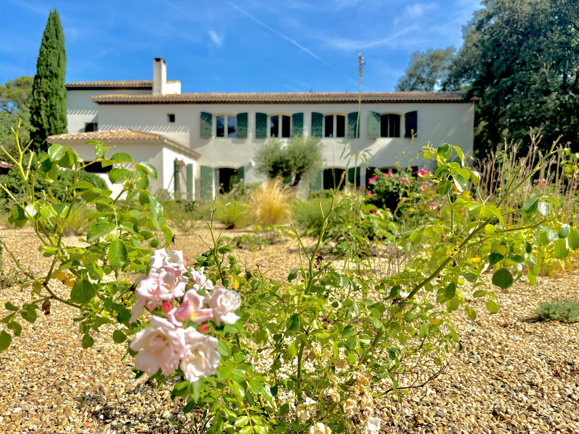 Rosier des sapins dans un jardin à Aix-en-Provence