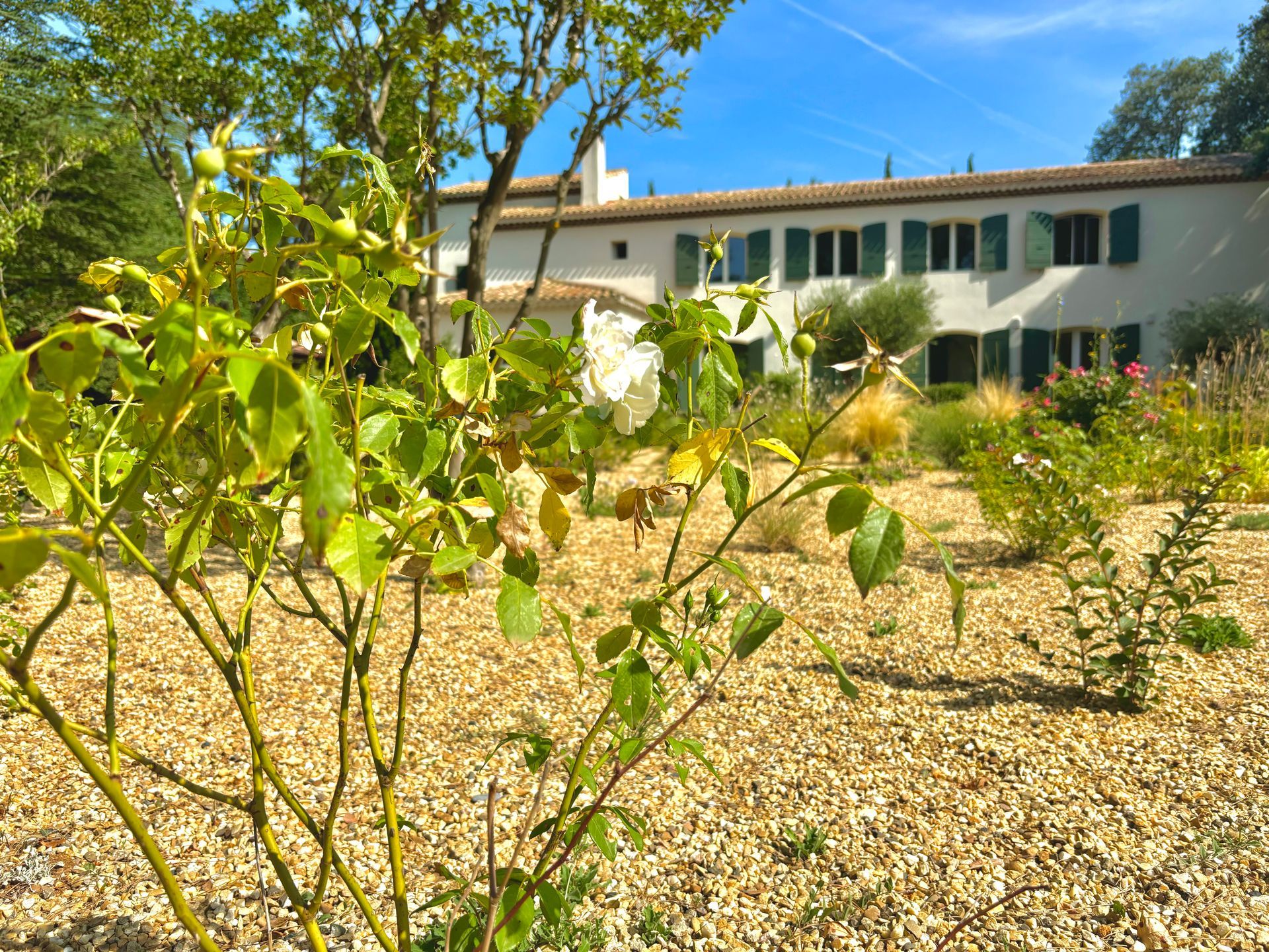 Églantier dans un jardin à Aix-en-Provence