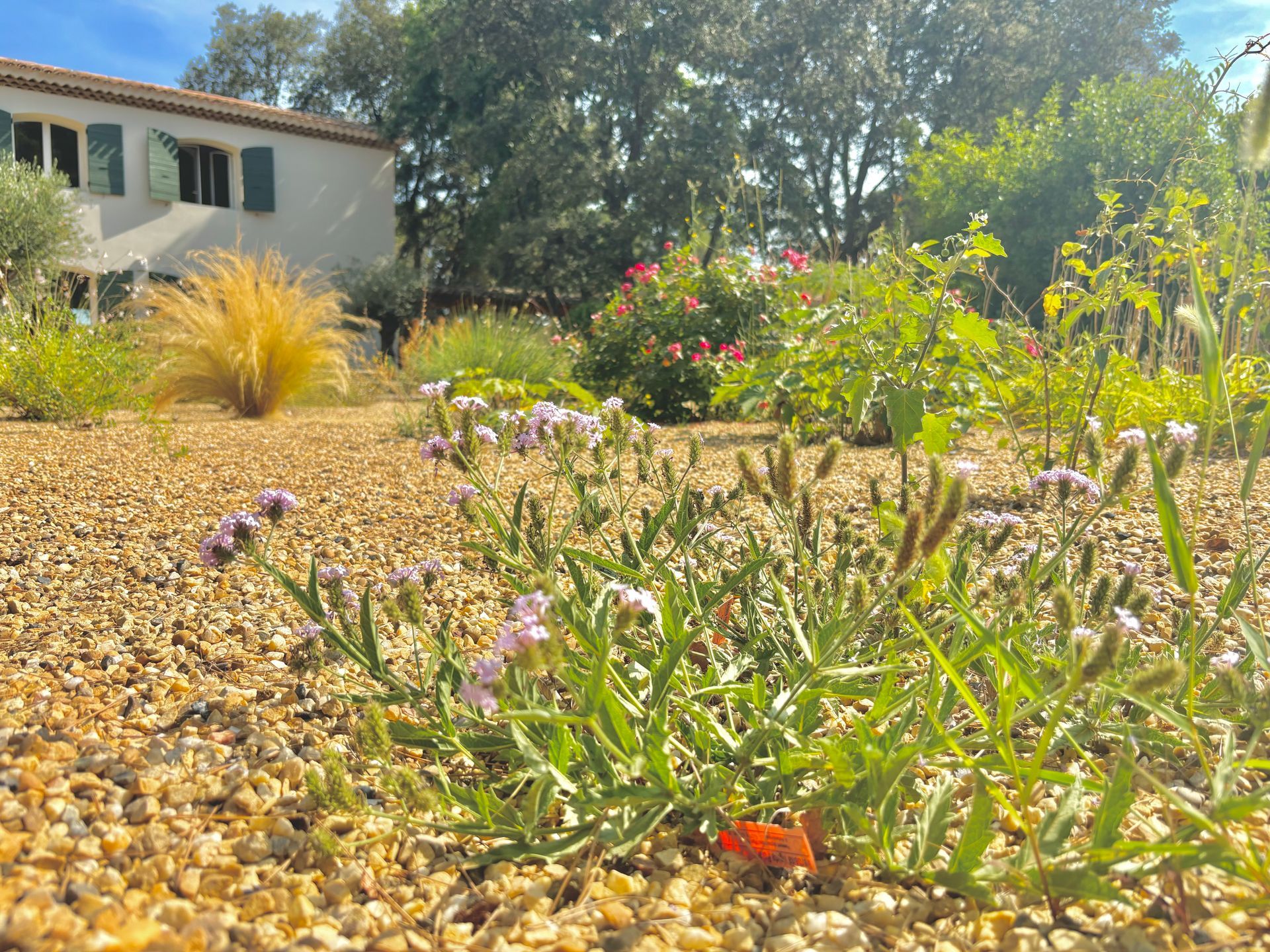 Verveine rigide dans un jardin à Aix-en-Provence
