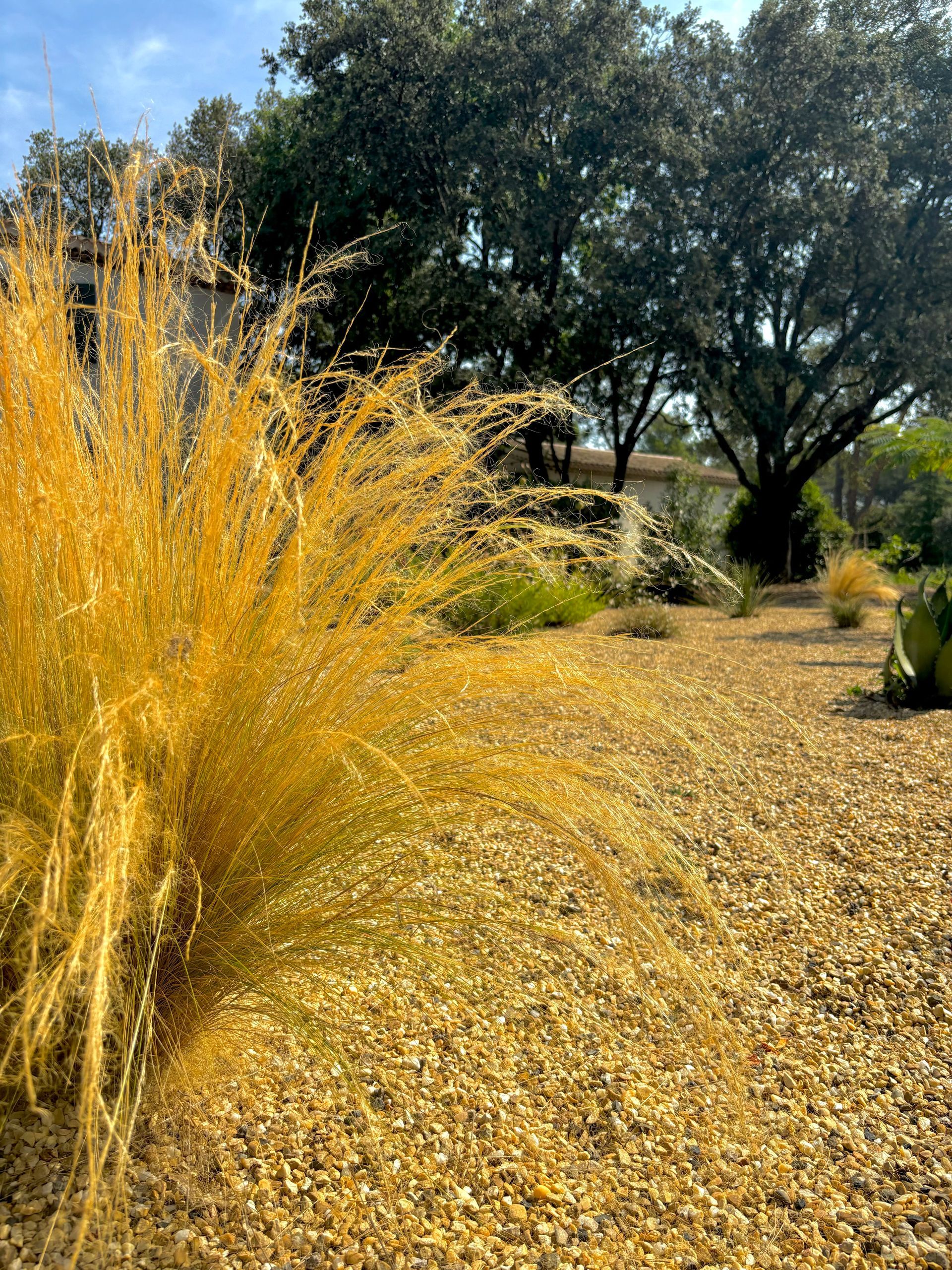 Cheveux d'ange dans un jardin à Aix-en-Provence