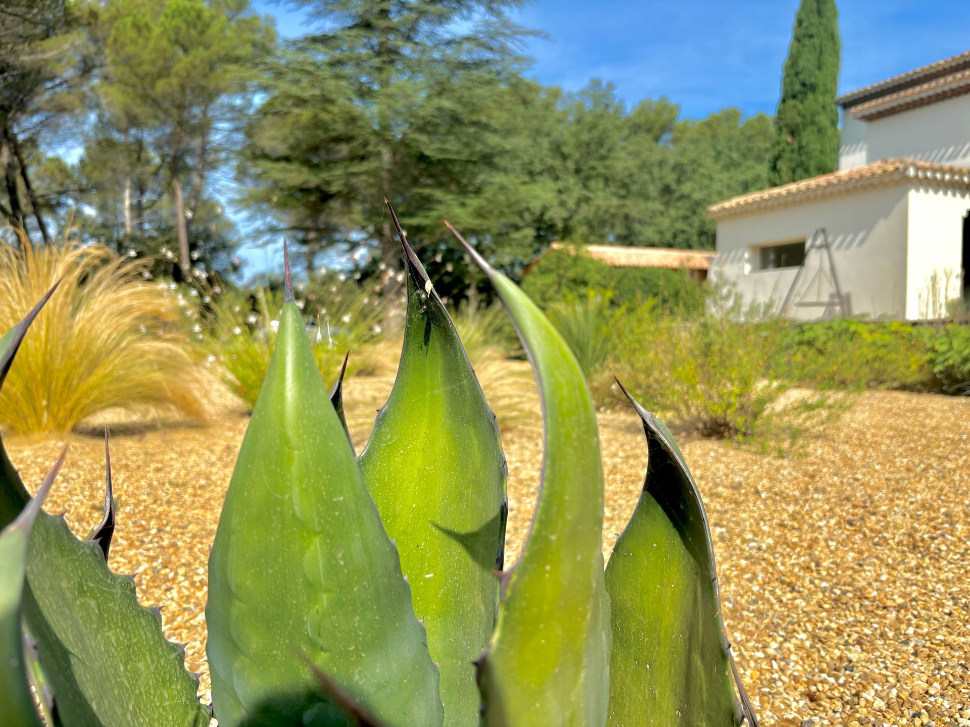 Agave de Salm dans un jardin à Aix-en-Provence