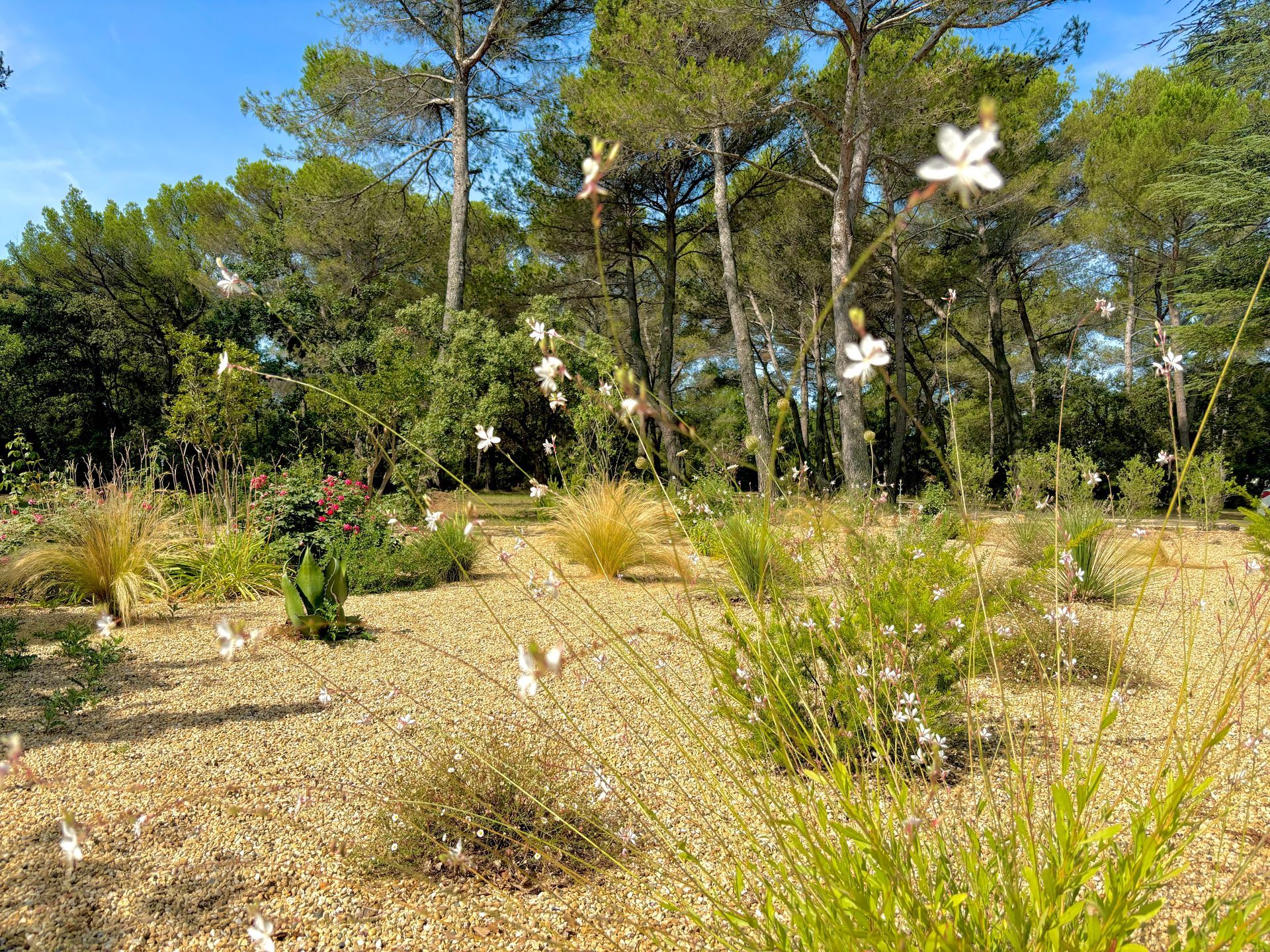 Grands arbres et diverses plantes à Aix-en-Provence