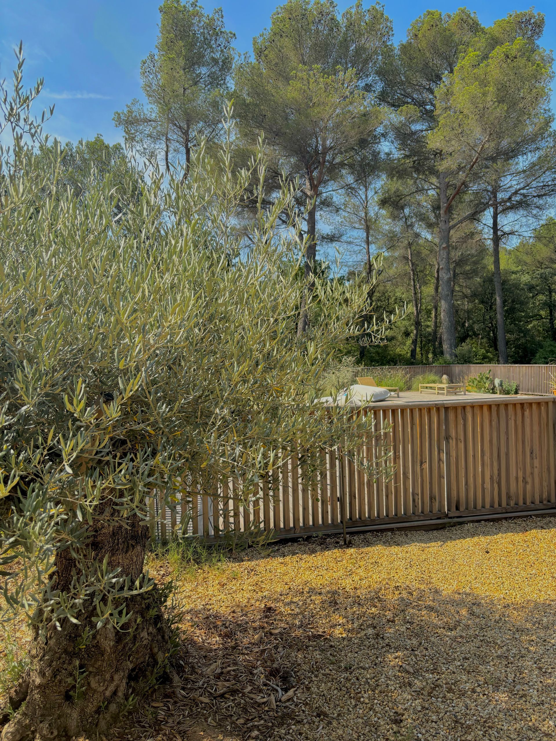 Olivier dans un jardin à Aix-en-Provence