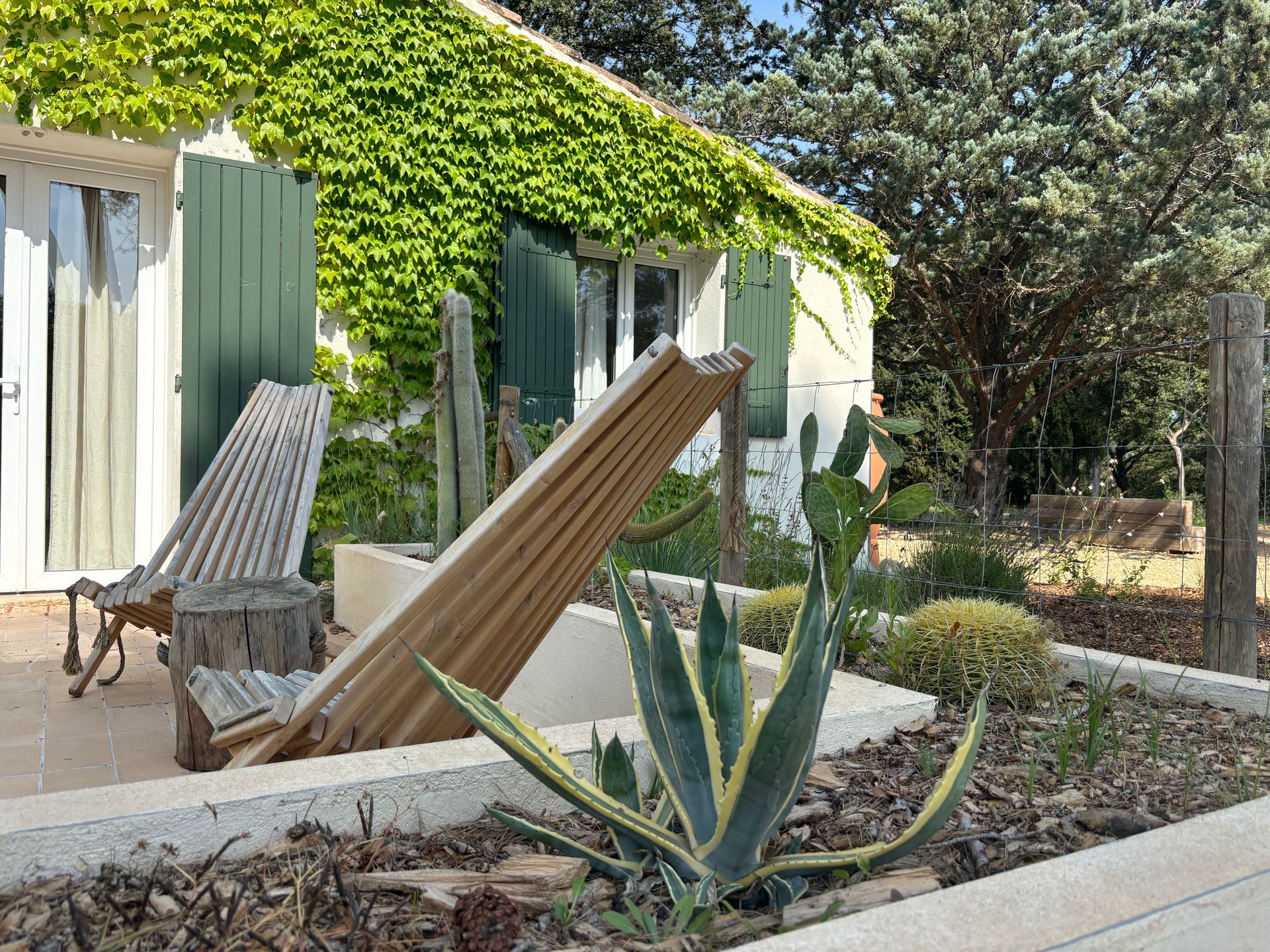 Agave américain dans une jardinière à Aix-en-Provence