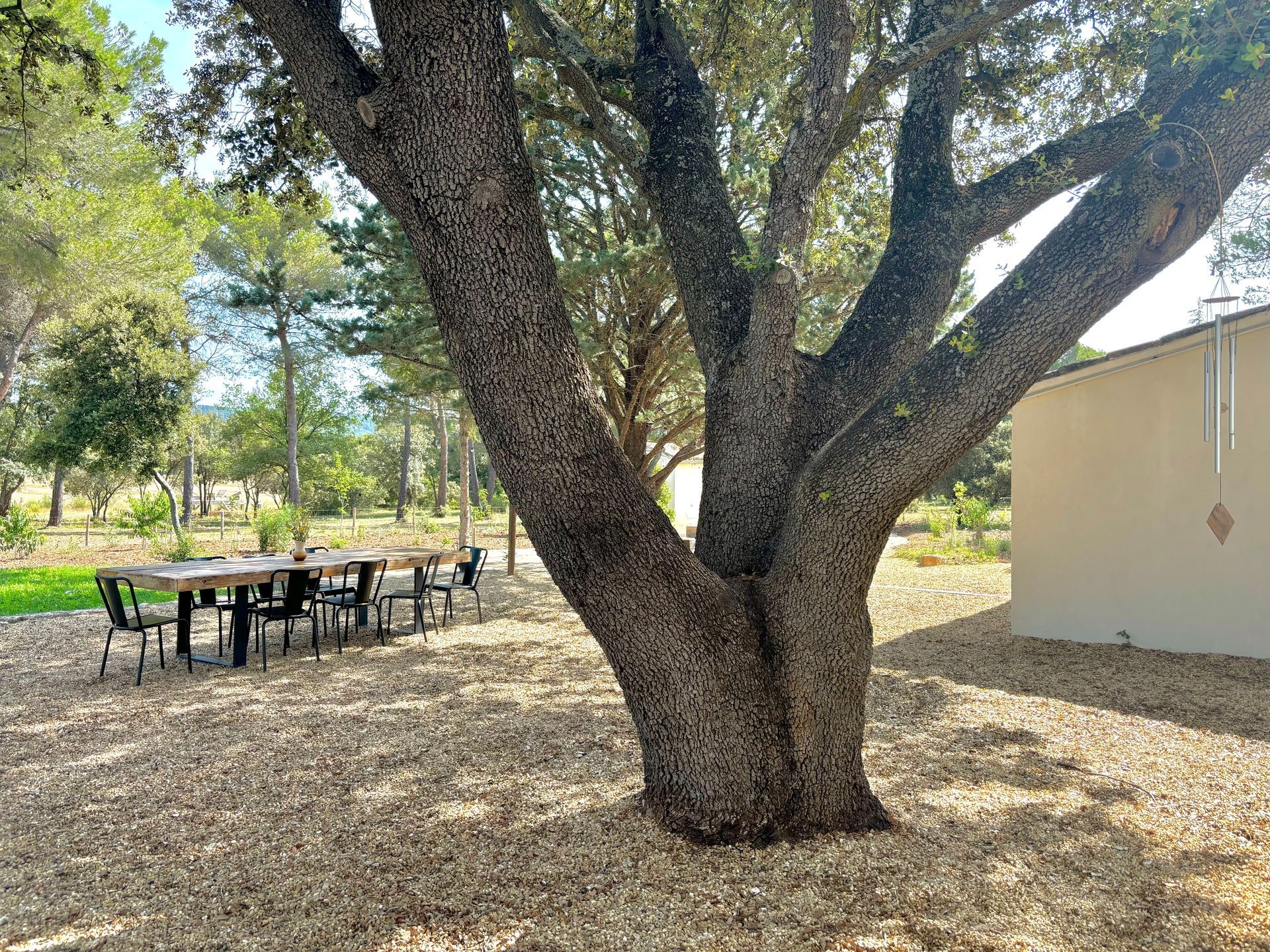Grand arbre majestueux à Aix-en-Provence 