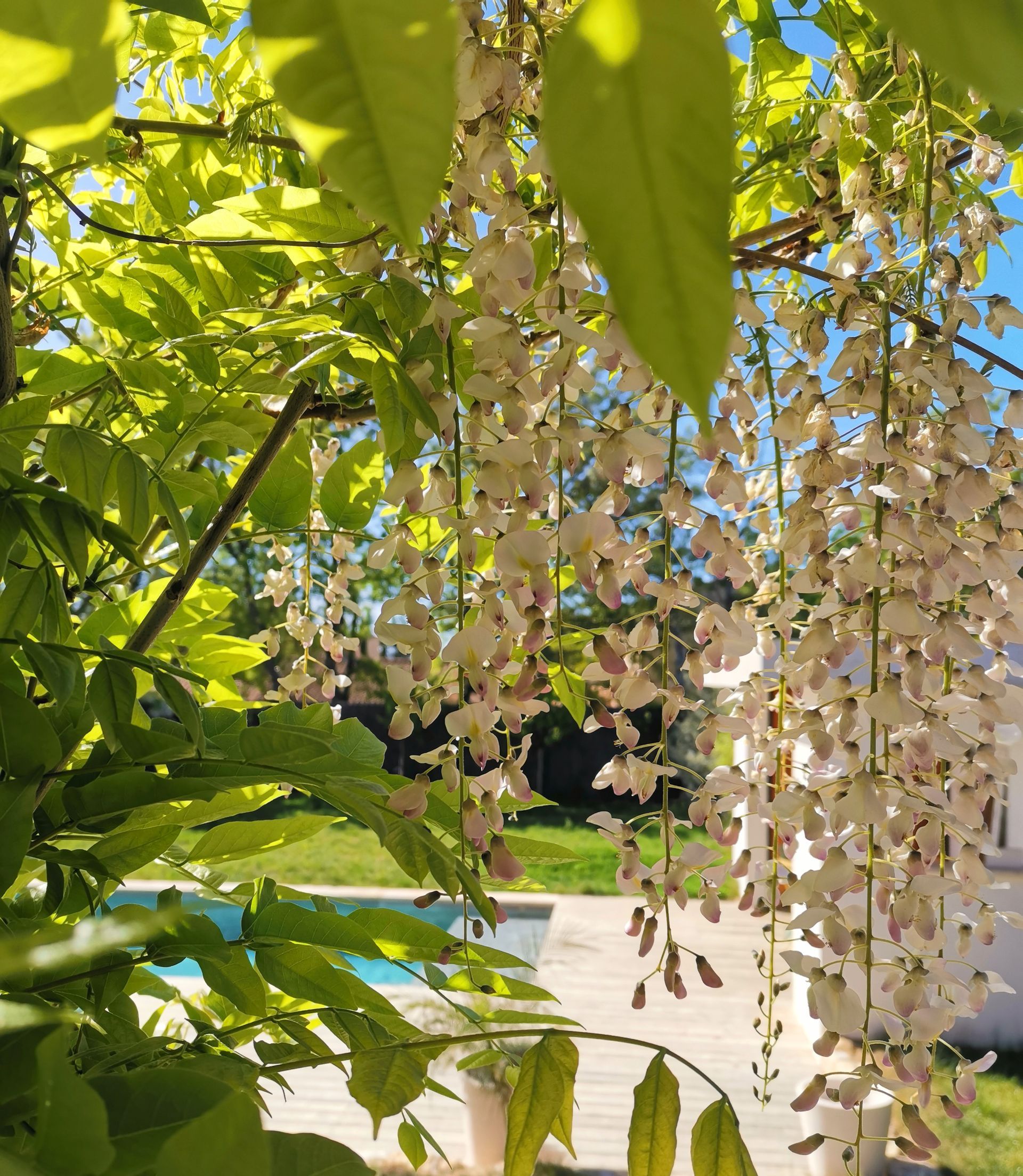 Création jardin Aix en Provence 