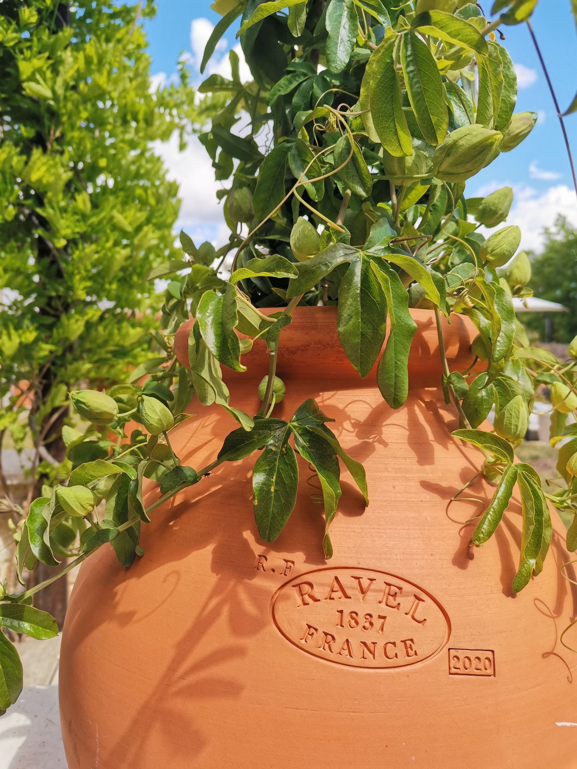 Création jardin Aix en Provence 