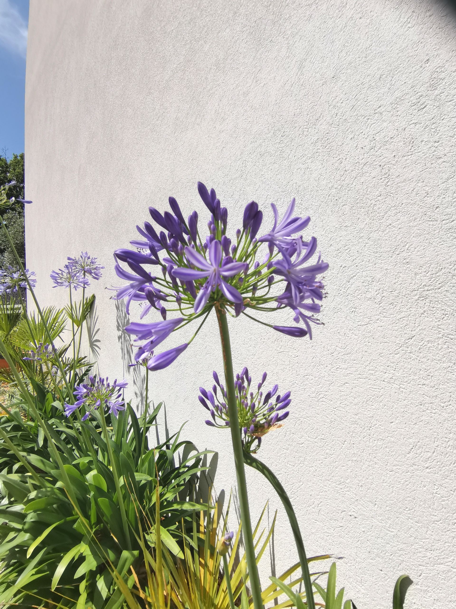 Plante agapanthe et d'autres plantes vertes dans un jardin à Aix-en-Provence 