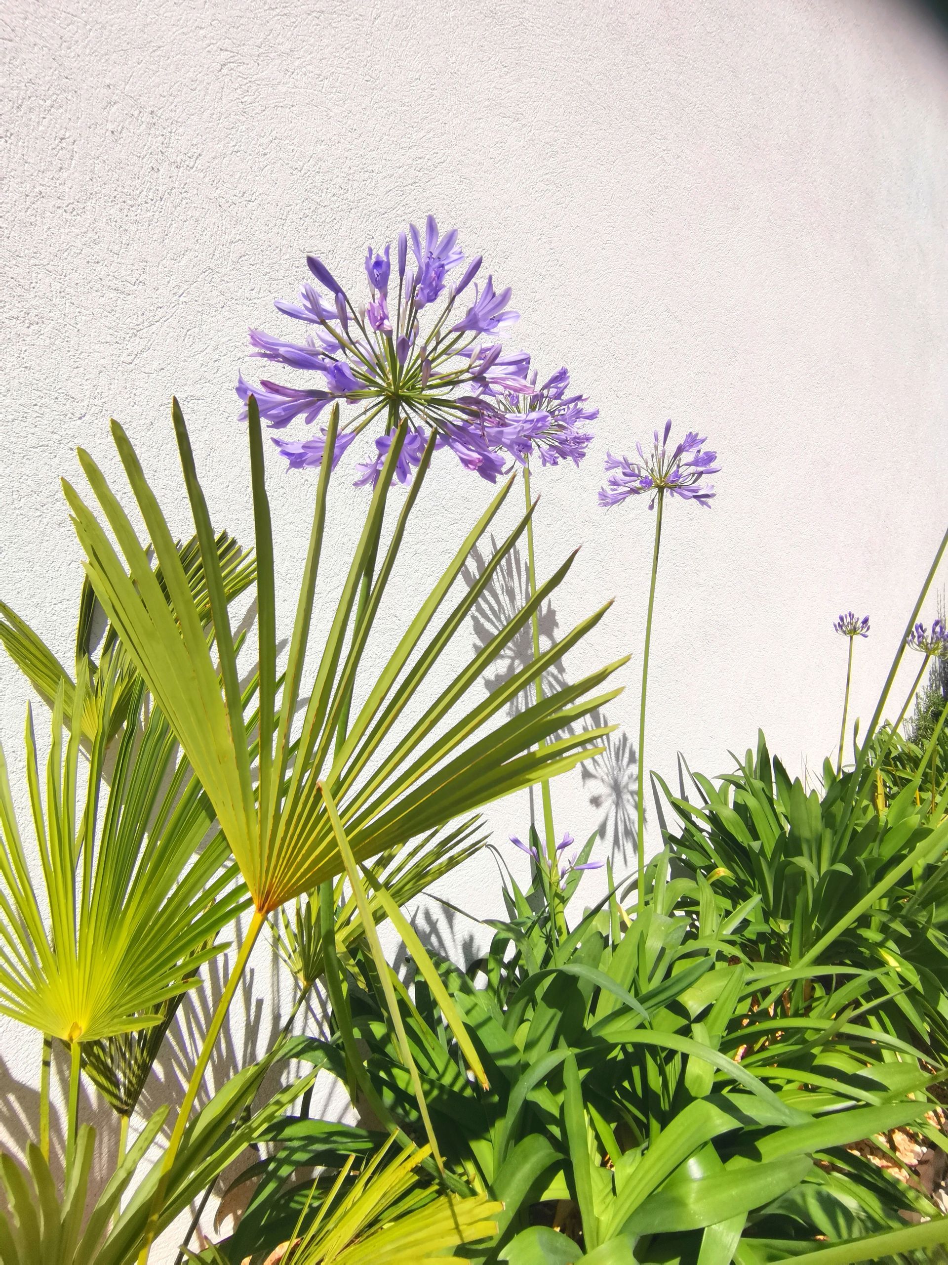 Plante agapanthe dans un jardin à Aix-en-Provence 