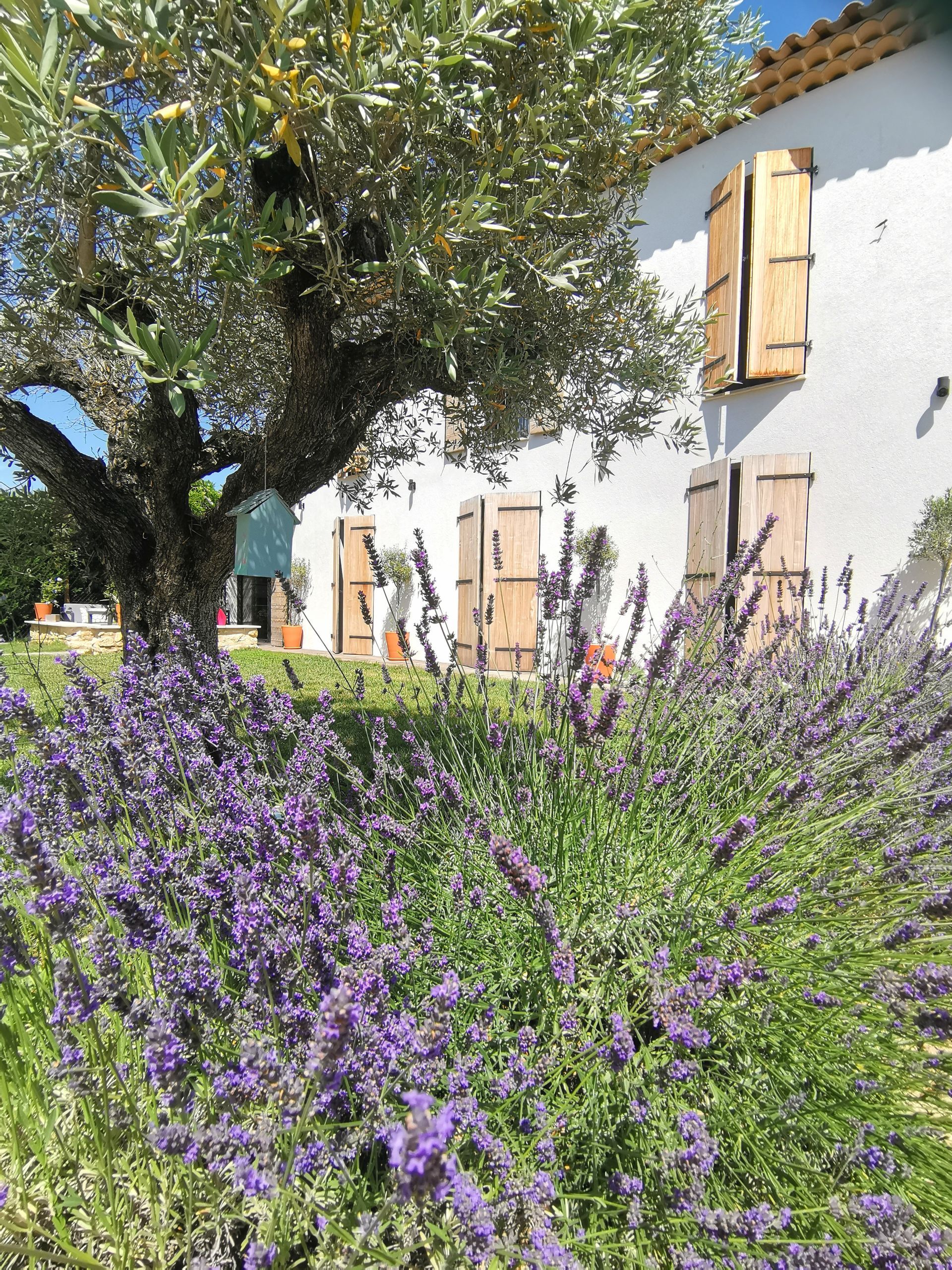 Lavande dans un jardin à Aix-en-Provence 