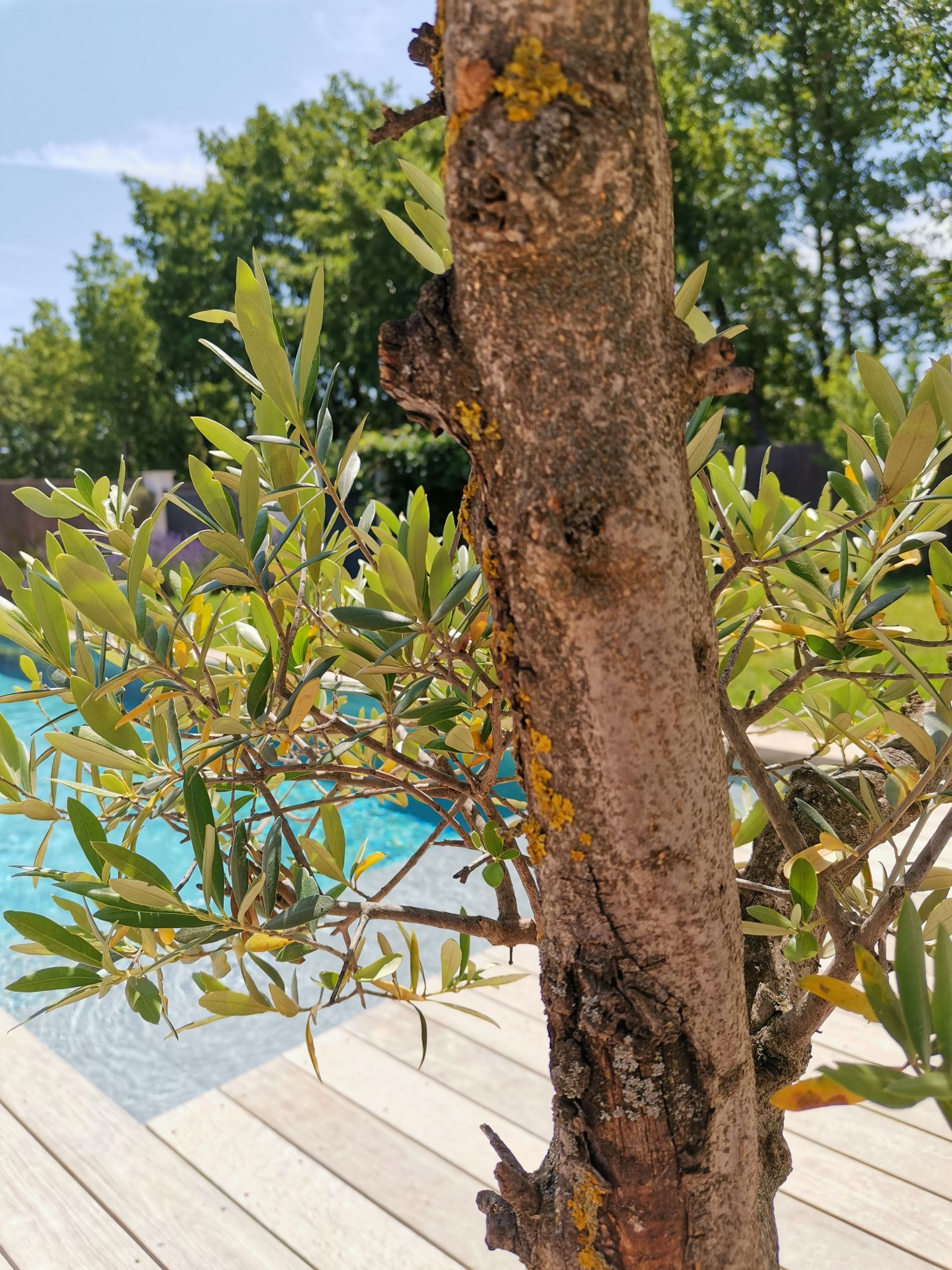 Arbre olivier proche d'une piscine à Piscine à Aix-en-Provence 