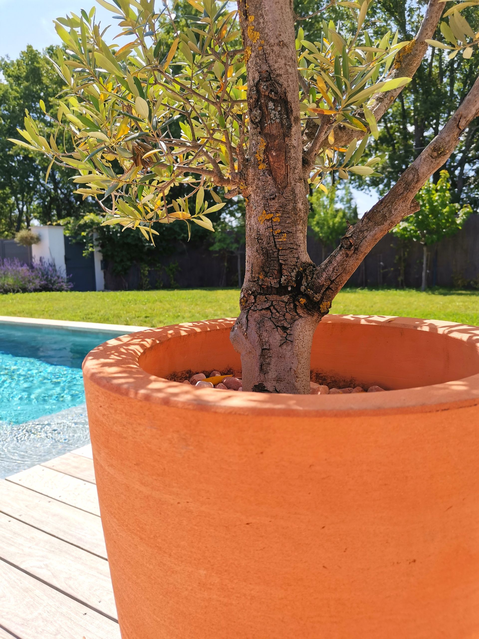 Arbuste dans un pot en terre cuite à Aix-en-Provence 