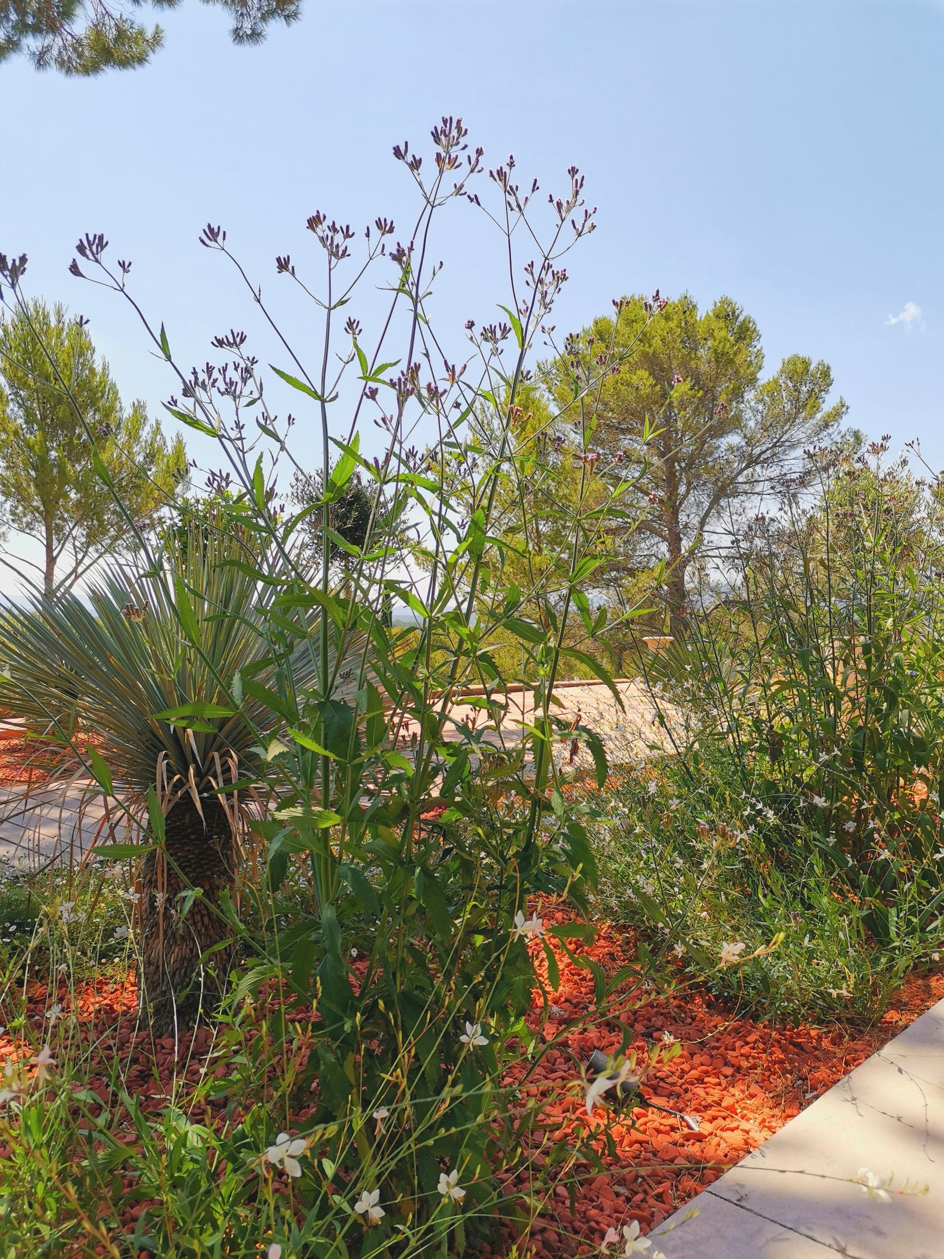 Plante verveine du Brésil sur terrasse à le Tholonet