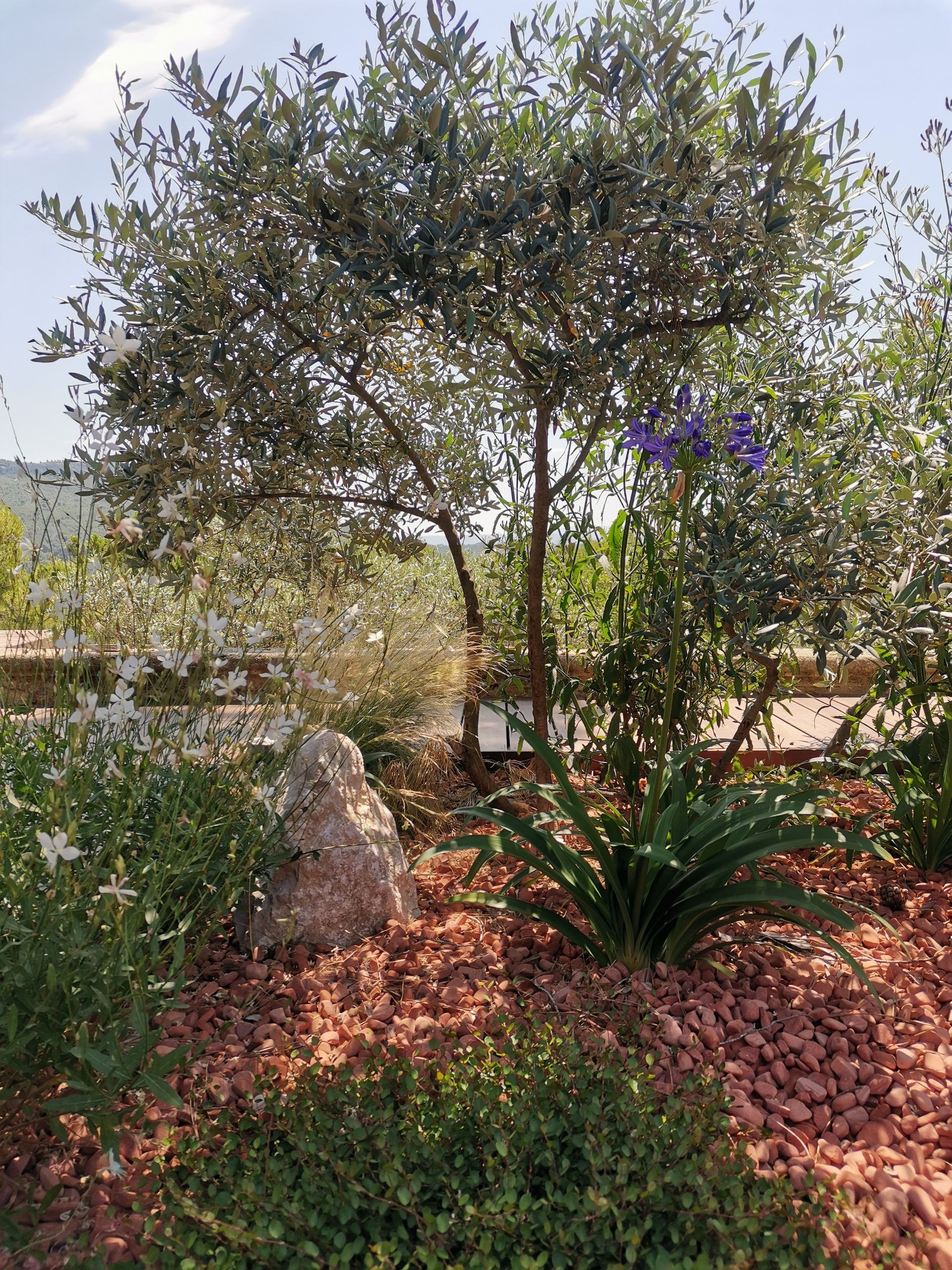 Différentes plantes, fleurs et arbres sur une terrasse à le Tholonet