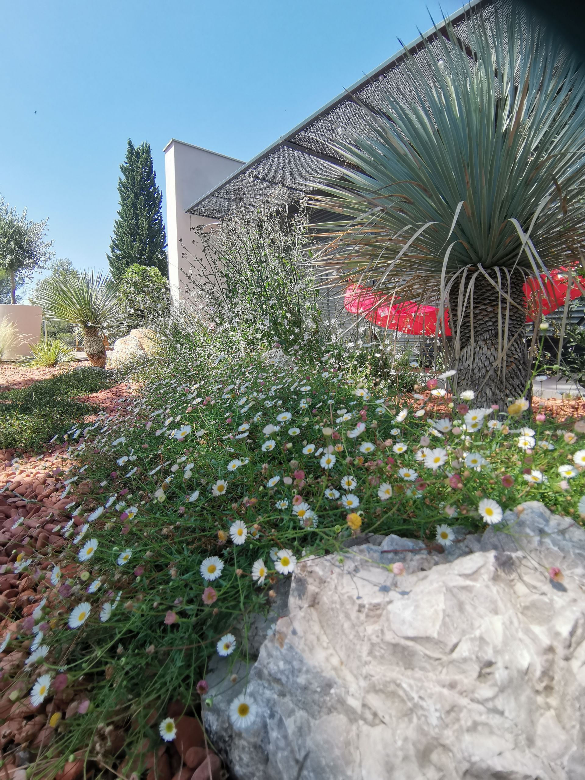 Pâquerettes de muraille et gros rocher à le Tholonet