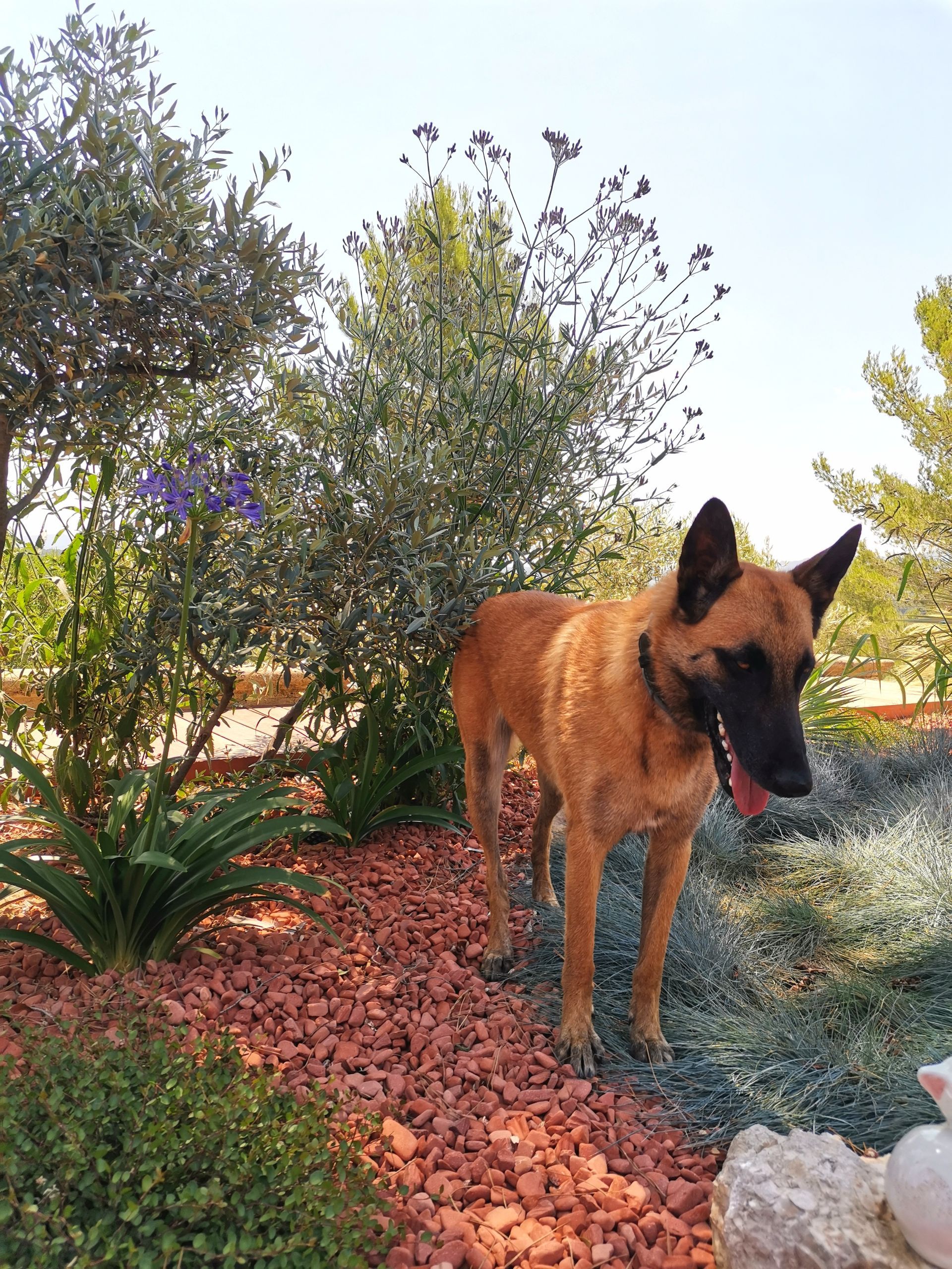 Chien sur terrasse à le Tholonet