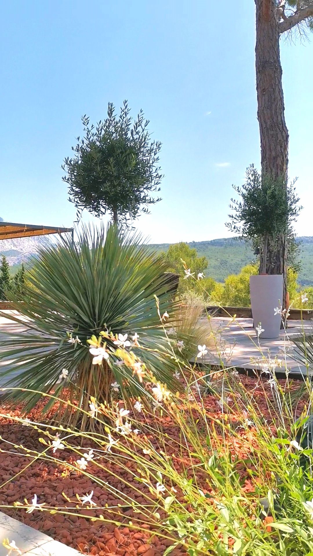 Plusieurs oliviers et plantes sur la terrasse à le Tholonet