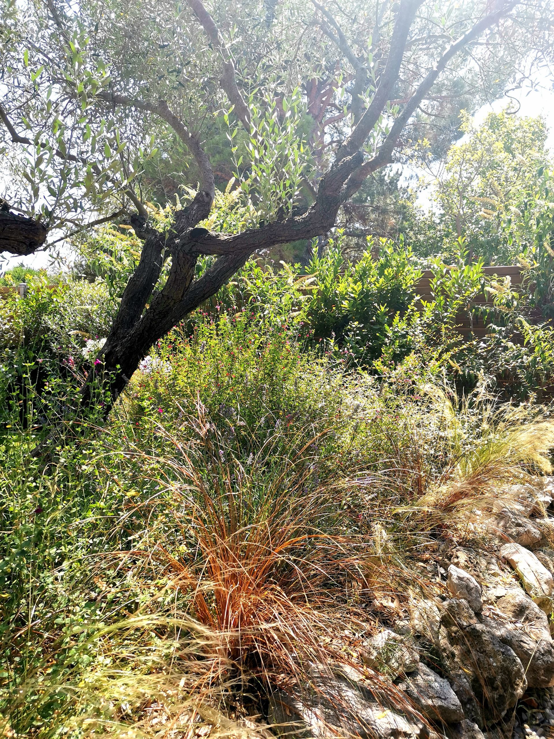 Plantes touffues et olivier dans un jardin à Aix-en-Provence