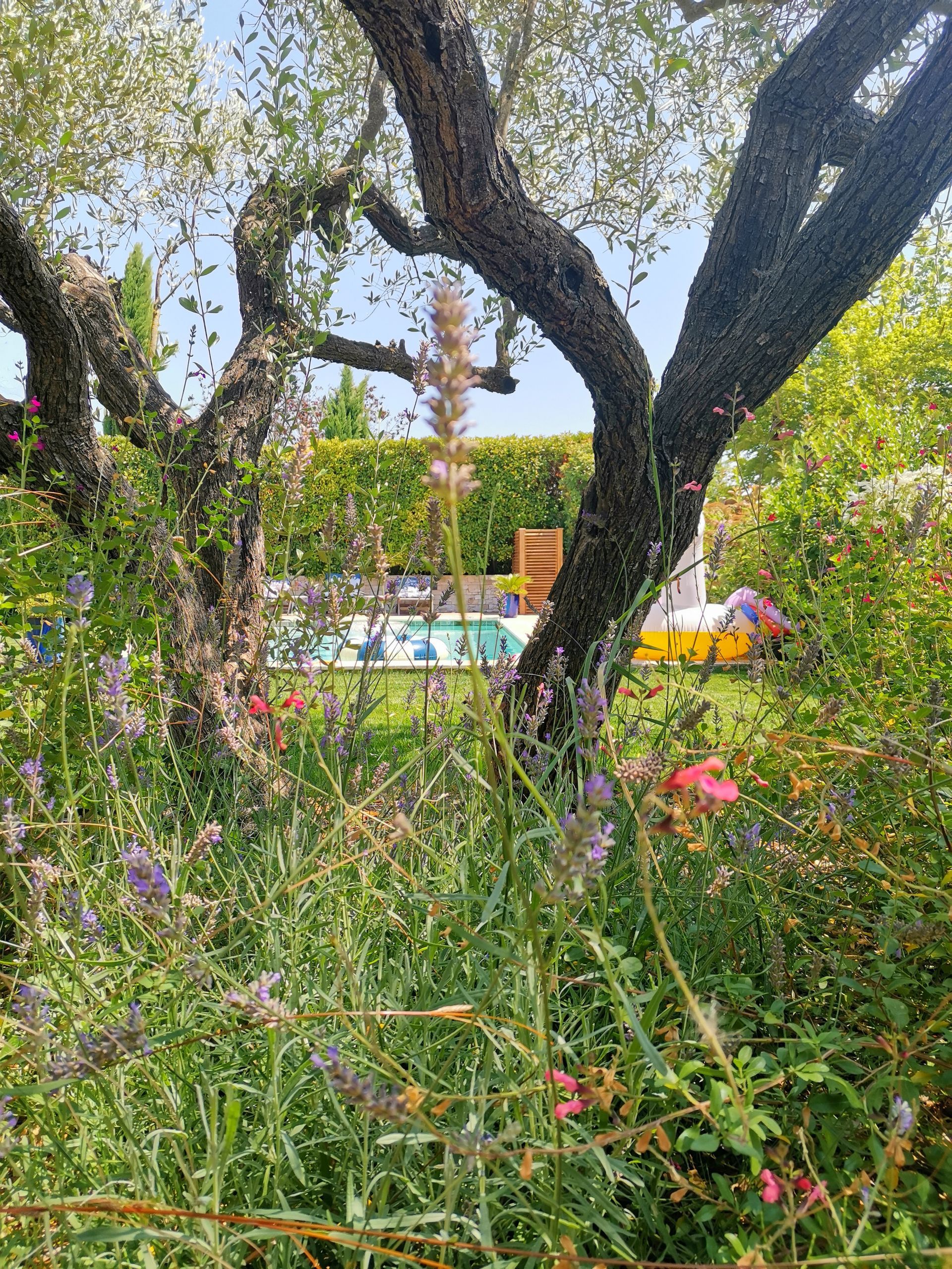 Jardin coloré et piscine à Aix-en-Provence
