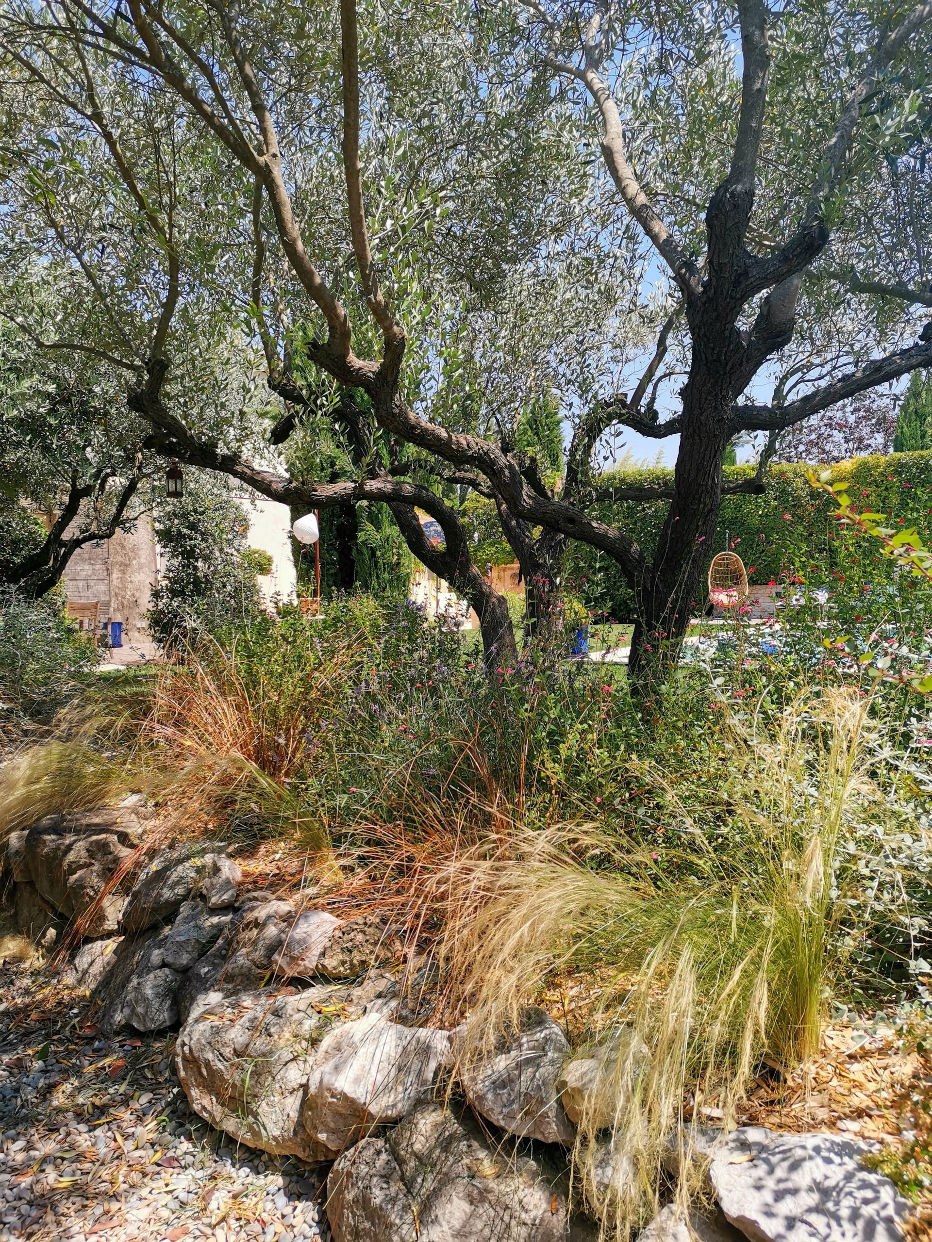 Oliviers et plantes dans un jardin à Aix-en-Provence