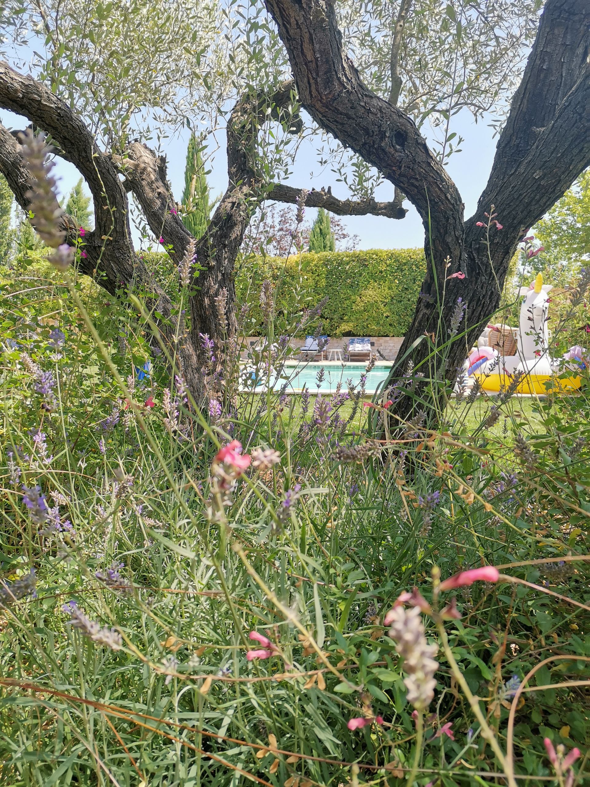 Deux oliviers dans un jardin et piscine à Aix-en-Provence