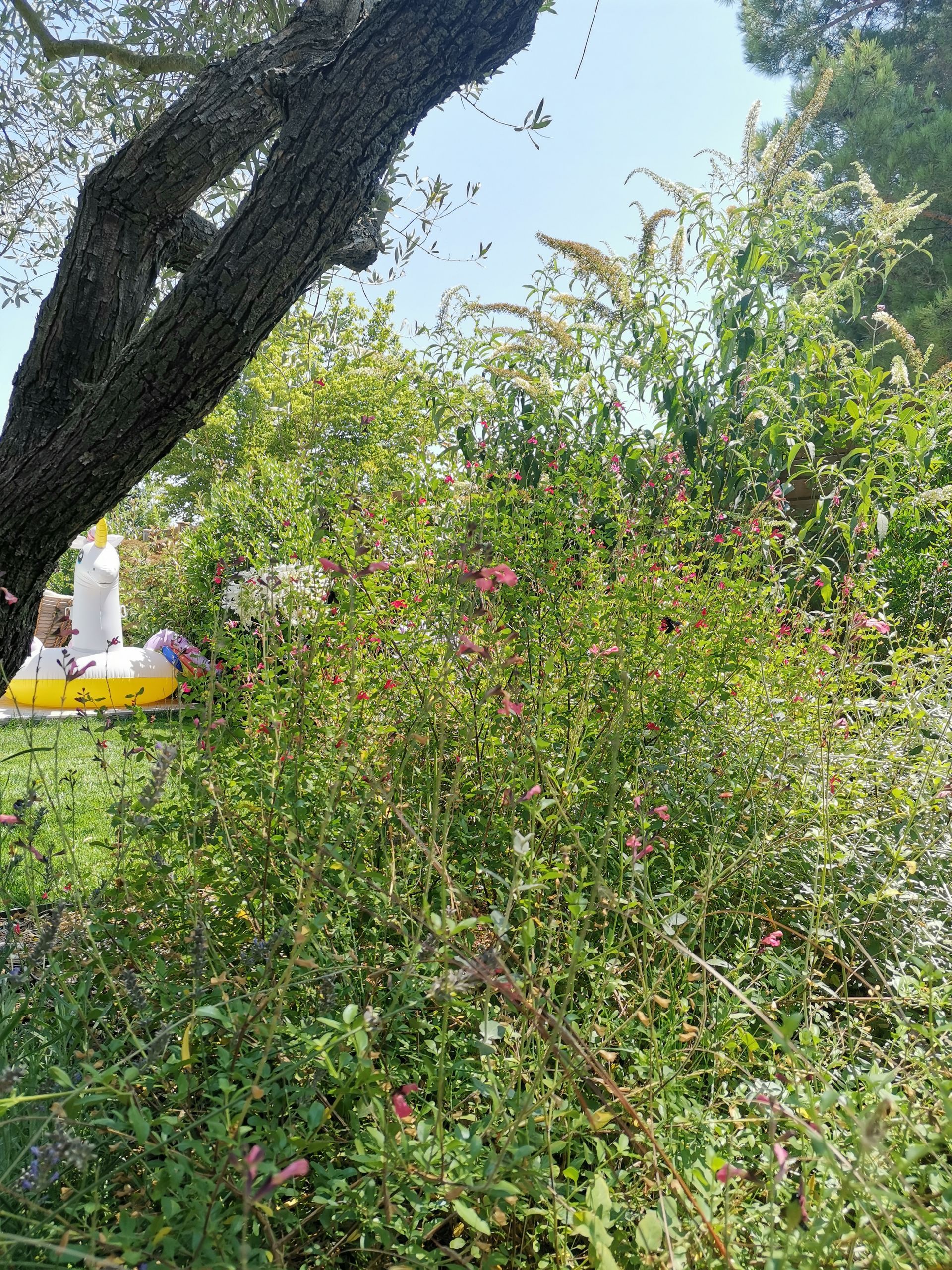 Plantes touffues dans un jardin à Aix-en-Provence